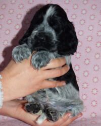 Enrico dell'Amarettini (5½ Wochen)