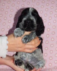 Enrico dell'Amarettini (5½ Wochen)