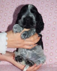 Enrico dell'Amarettini (5½ Wochen)