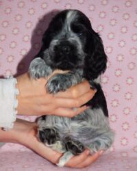 Enrico dell'Amarettini (5½ Wochen)