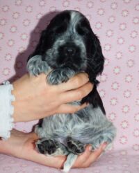 Enrico dell'Amarettini (5½ Wochen)