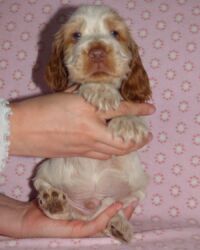 Eduardo dell'Amarettini (5½ Wochen)