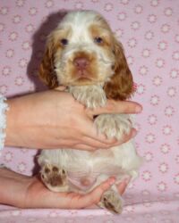 Eduardo dell'Amarettini (5½ Wochen)