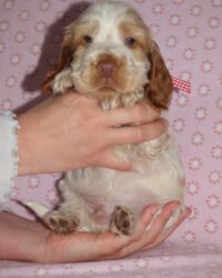 Eduardo dell'Amarettini (5½ Wochen)