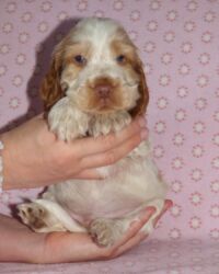 Eduardo dell'Amarettini (5½ Wochen)