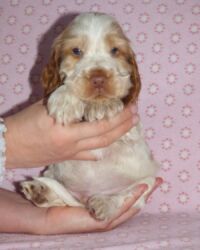 Eduardo dell'Amarettini (5½ Wochen)