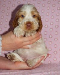 Eduardo dell'Amarettini (5½ Wochen)