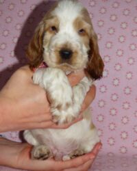 Emilio dell'Amarettini (5½ Wochen)