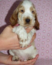 Emilio dell'Amarettini (5½ Wochen)