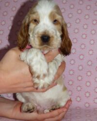 Emilio dell'Amarettini (5½ Wochen)