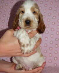 Emilio dell'Amarettini (5½ Wochen)