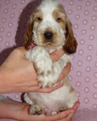 Emilio dell'Amarettini (5½ Wochen)