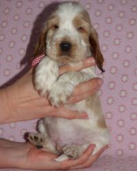 Emilio dell'Amarettini (5½ Wochen)