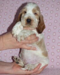 Emilio dell'Amarettini (5½ Wochen)