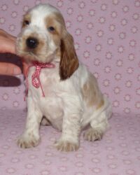 Emilio dell'Amarettini (5½ Wochen)