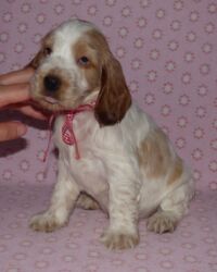 Emilio dell'Amarettini (5½ Wochen)