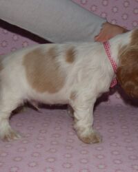 Emilio dell'Amarettini (5½ Wochen)