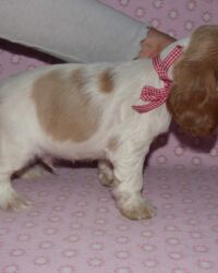 Emilio dell'Amarettini (5½ Wochen)