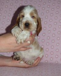 Emilio dell'Amarettini (5½ Wochen)