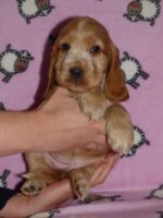 Florentina dell'Amaretti (6 Wochen)