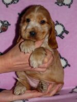 Florentina dell'Amaretti (6 Wochen)