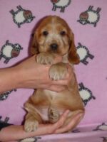 Florentina dell'Amaretti (6 Wochen)
