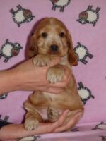 Florentina dell'Amaretti (6 Wochen)
