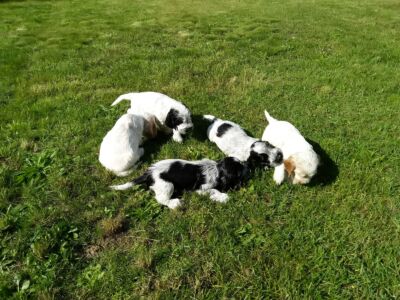 Der H-Wurf im Garten (5 Wochen)