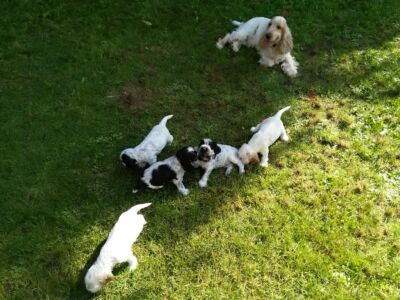 Der H-Wurf im Garten (5 Wochen)