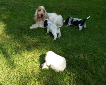 Der H-Wurf im Garten (5 Wochen)