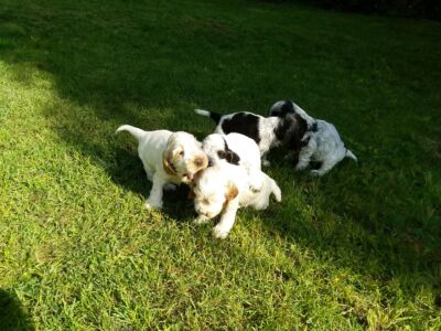 Der H-Wurf im Garten (5 Wochen)