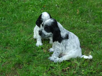 Der H-Wurf im Garten (5 Wochen)