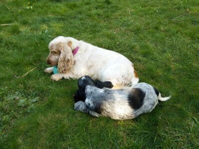 Coco und Hemilio (10 Wochen)