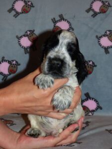 Hemilio dell'Amarettini (4 Wochen)