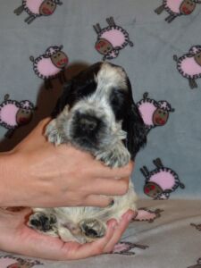 Hemilio dell'Amarettini (4 Wochen)