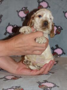 Horatio dell'Amarettini (4 Wochen)