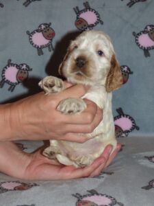 Horatio dell'Amarettini (4 Wochen)