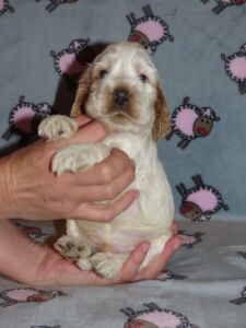 Horatio dell'Amarettini (4 Wochen)