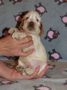 Horatio dell'Amarettini (4 Wochen)