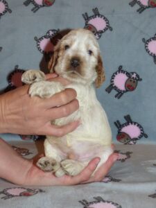 Horatio dell'Amarettini (4 Wochen)