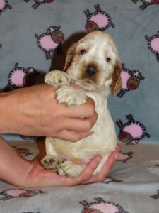 Horatio dell'Amarettini (4 Wochen)