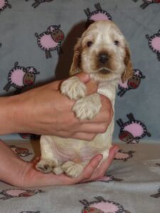 Horatio dell'Amarettini (4 Wochen)