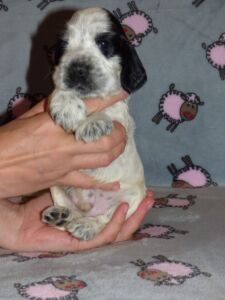 Henrico dell'Amarettini (4 Wochen)