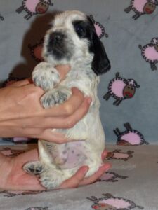 Henrico dell'Amarettini (4 Wochen)