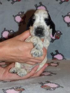 Henrico dell'Amarettini (4 Wochen)