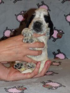 Henrico dell'Amarettini (4 Wochen)