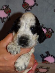 Henrico dell'Amarettini (4 Wochen)