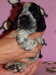 Horatia dell'Amarettini (4 Wochen)