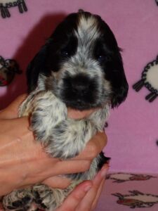 Horatia dell'Amarettini (4 Wochen)