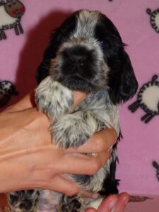 Horatia dell'Amarettini (4 Wochen)